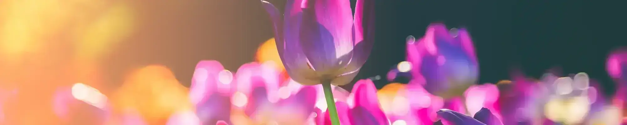 Desktop Image
